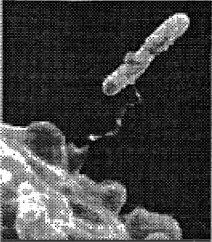 . 5.4.   Legionella pneumophila